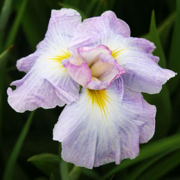 'Iris japonais ''Lady in Waiting'' / Iris ensata Lady in Waiting'